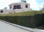JL1_Protaras_hedge.jpg (142336 bytes)