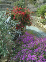 This is a view of the garden boundaries to the road - This house in Oroklini would be ideal for a gardening enthusiast.